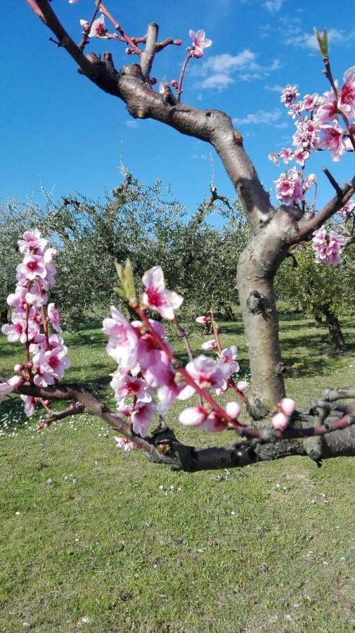 Country House Bike Friendly Famiglia Belleggia Apartment Porto Sant'Elpidio Exterior photo